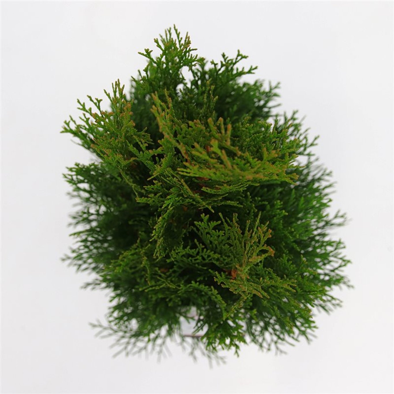 Thuja occ. 'Smaragd' - C5 60-80 CM